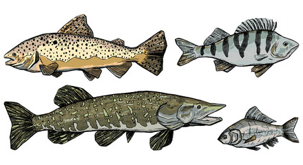 Naklejka premium Trout, Perch, Pike, Crucian collection isolated on white. Set of hand drawn vector illustration. Realistic ink sketches of river fish. Colored vintage graphic elements for design, print, card, poster.