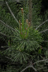 flowering common pine in spring