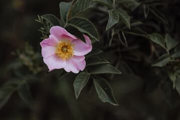 the open flower of the briar on the branch