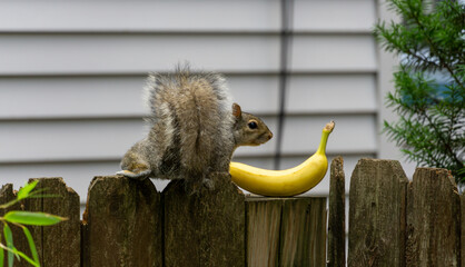 Squirrel finds yellow banana on fence post and is confused by the banana photograph