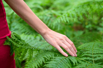 Female hand, with long graceful fingers gently touches the plant, leaves of fern. Close-up shot of unrecognizable person. . High quality photo.