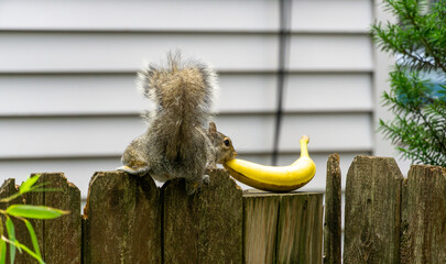 Squirrel Eating a whole banana on top of a fence