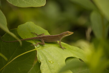 lizard on green leaf