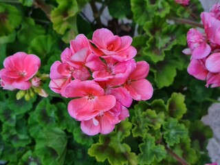 Obraz premium Una preciosa flor rosa 