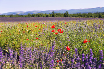 Obraz premium France, Provence: lavender field and red poppies
