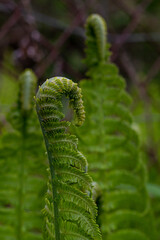 Closeup of fern (Polypodiophyta) with curly unfurling leaves (fronds) growing wild outdoors, on an overcast spring day. Dark green natural background, mysterious mood. Shallow depth of field.
