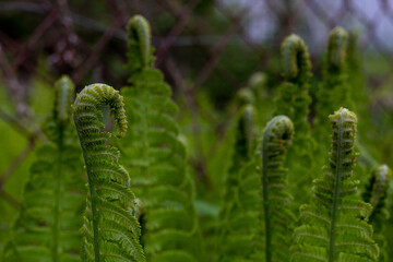 Closeup of fern (Polypodiophyta) with curly unfurling leaves (fronds) growing wild outdoors, on an overcast spring day. Dark green natural background, mysterious mood. Shallow depth of field.