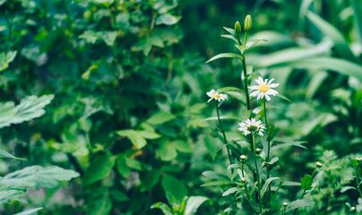 Close up of chamomiles on background of green leaves. Beautiful flowers swaying in wind. Concept of nature background.