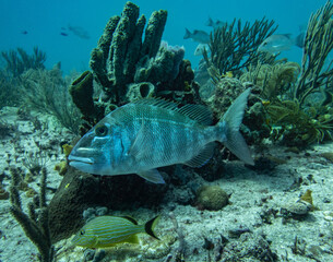 Jolthead porgy over a Mexican reef