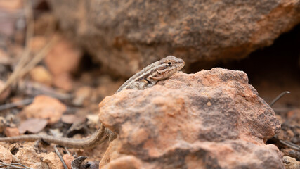 A sagebrush lizard suns himself while watching for insects to come within his range.