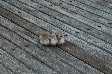 Birds of a feather flock together!  Krabi beach, Thailand