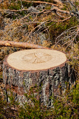 Tree trunk recently cut in the forrest