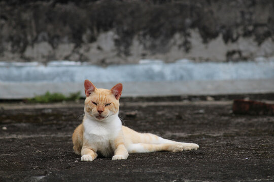 Gato laranja descansando sob um chão de cimento