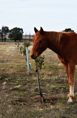 caballo en olivar
