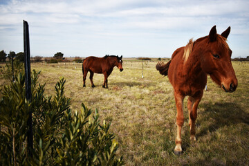caballos en olivar