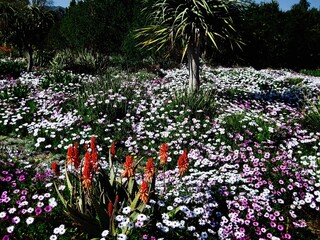 Tropical Flowers Bangkok Thailand