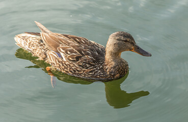 duck on the water