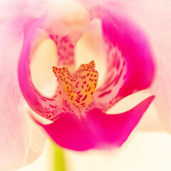 pink orchid flower