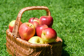 Basket with farmer apples outdoors