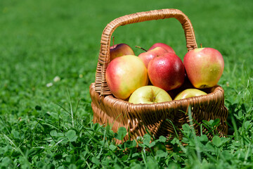 Basket with farmer apples outdoors