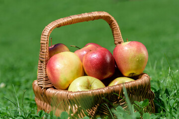 Basket with farmer apples outdoors