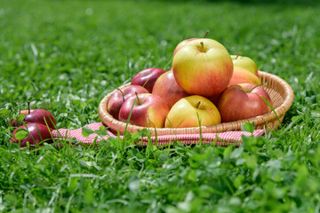 Basket with farmer apples outdoors