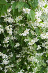 Blooming jasmine bush in the park.