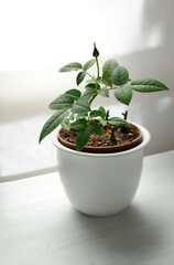 Indoor plant in a white ceramic pot on white background.
