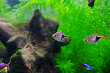 横を向いたラスボラ・ヘテロモルファ