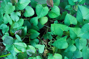 Fototapeta na wymiar Green Leaves in the Garden 