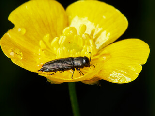 bug on yellow flower