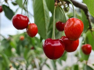 cherries on the tree