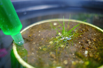 水上で増やすヘアーグラス