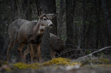 Naklejka na ściany i meble White-tailed deer (Odocoileus virginianus) in spring time, Canada