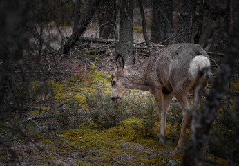 White-tailed deer (Odocoileus virginianus) in spring time, Canada