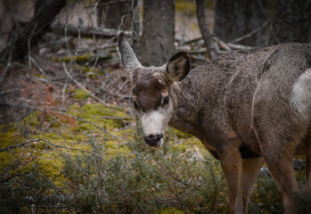White-tailed deer (Odocoileus virginianus) in spring time, Canada