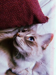 White cat with blue eyes