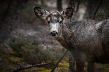 White-tailed deer (Odocoileus virginianus) in spring time, Canada