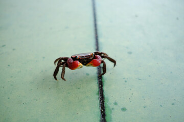 コンクリートの上を歩く一匹のカニ
