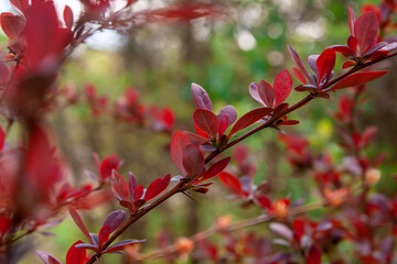 Branch of red barberry tree with red leaves outdoors.
