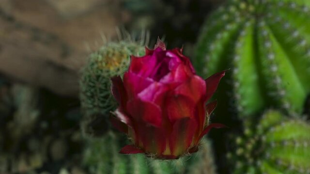 Red lobivia Cactus Blooming in time lapse