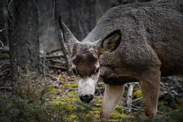 White-tailed deer (Odocoileus virginianus) in spring time, Canada