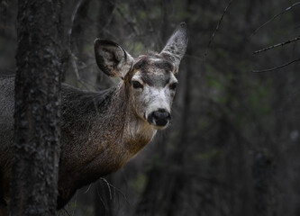 White-tailed deer (Odocoileus virginianus) in spring time, Canada