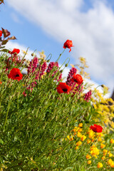 Garden flowers and a blue sky