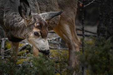White-tailed deer (Odocoileus virginianus) in spring time, Canada