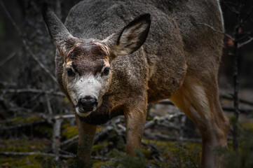 Fototapeta premium White-tailed deer (Odocoileus virginianus) in spring time, Canada