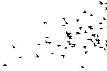 A flock of flying birds. Vector illustration