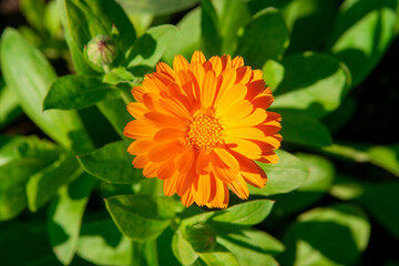 Orange blooming calendula outdoors. Top view.