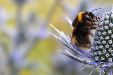 Bumblebee on sea holly flower. Widely distributed social insect know for its ability to collect nectar from flowers and pollinate plants It is large yellow and black flying insect with a distinct buzz © Rusana