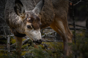 White-tailed deer (Odocoileus virginianus) in spring time, Canada